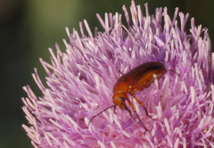 Nemognatha piazata