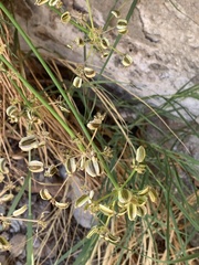 Cymopterus petraeus