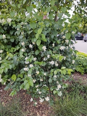 Philadelphus lewisii