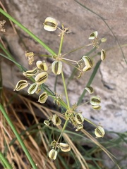 Cymopterus petraeus