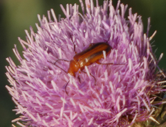 Nemognatha piazata