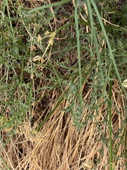 Cymopterus petraeus