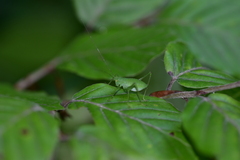 Poecilimon schmidtii
