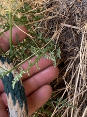 Cymopterus petraeus