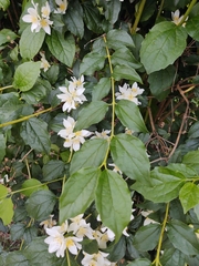 Philadelphus lewisii