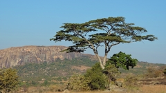 Brachystegia tamarindoides