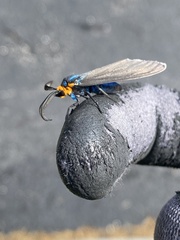Ctenucha virginica