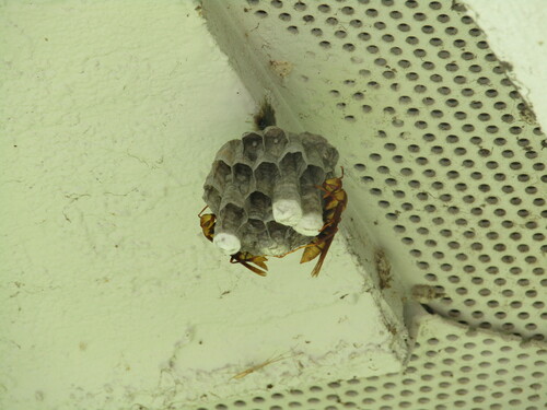 Horse Paper Wasp photo 6