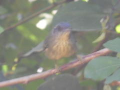 Dysithamnus stictothorax