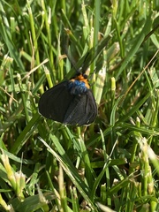 Ctenucha virginica