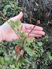 Quercus wislizeni frutescens