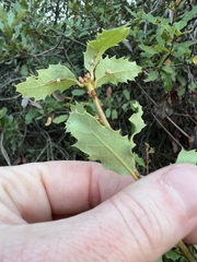 Quercus wislizeni frutescens