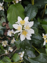 Philadelphus lewisii