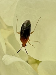 Rhinocapsus rubricans