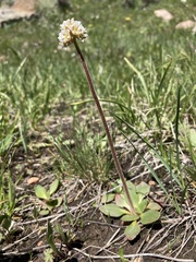 Micranthes rhomboidea