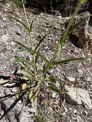 Penstemon eatonii