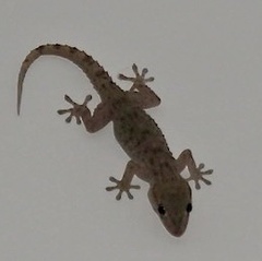 Tarentola gomerensis