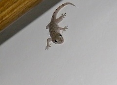 Tarentola gomerensis