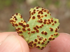 Puccinia modiolae