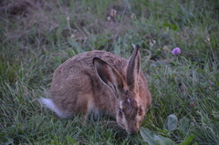 Lepus europaeus