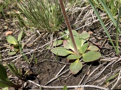 Micranthes rhomboidea