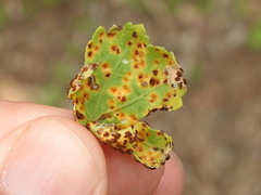 Puccinia modiolae