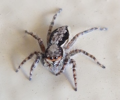 Menemerus bivittatus