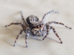 Menemerus bivittatus