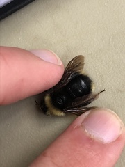 Bombus flavidus
