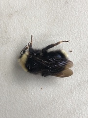 Bombus flavidus