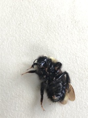 Bombus flavidus