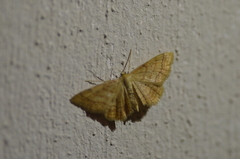 Idaea rufaria