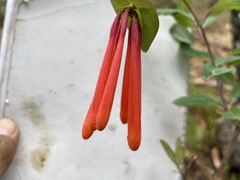 Lonicera pilosa