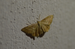 Idaea rufaria