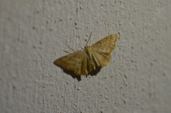 Idaea rufaria