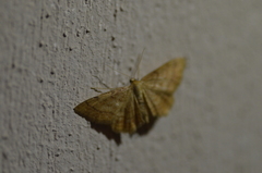Idaea rufaria