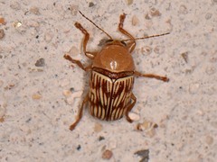 Cryptocephalus fulguratus