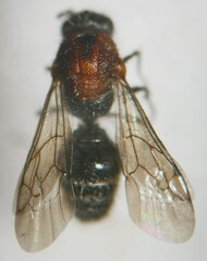 Physetopoda lucasii