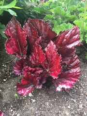Begonia rex-cultorum