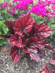 Begonia rex-cultorum