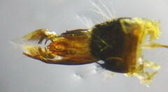 Physetopoda lucasii