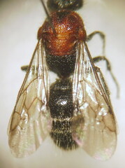 Physetopoda lucasii