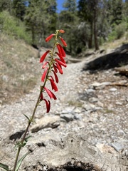 Penstemon eatonii