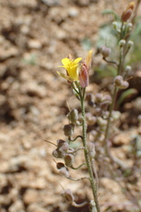 Physaria didymocarpa