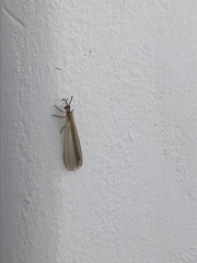 Myrmecaelurus trigrammus