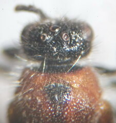 Physetopoda lucasii
