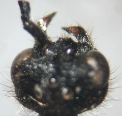 Physetopoda lucasii