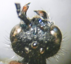 Physetopoda lucasii