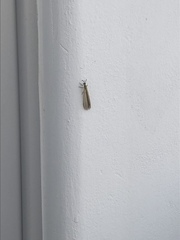 Myrmecaelurus trigrammus