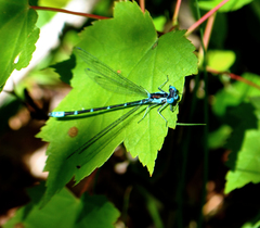 Chromagrion conditum